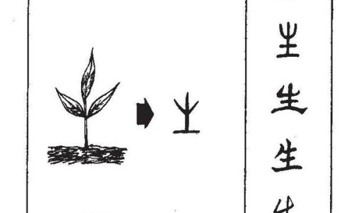 云南天麻批发市场在哪里-云南中药材天麻价格行情-专业云南天麻价格2026平台-云南正宗天麻批发